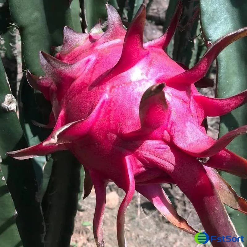 images/1671695117916pitaya grader.jpg